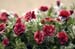 RosesScene1MC